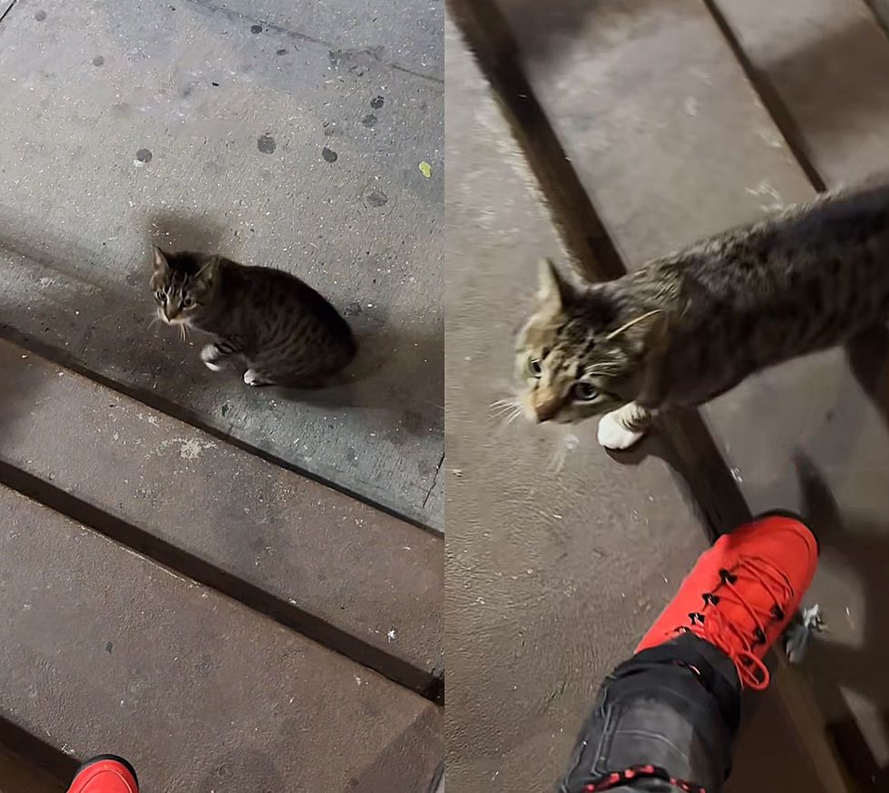 calle de gatos callejeros