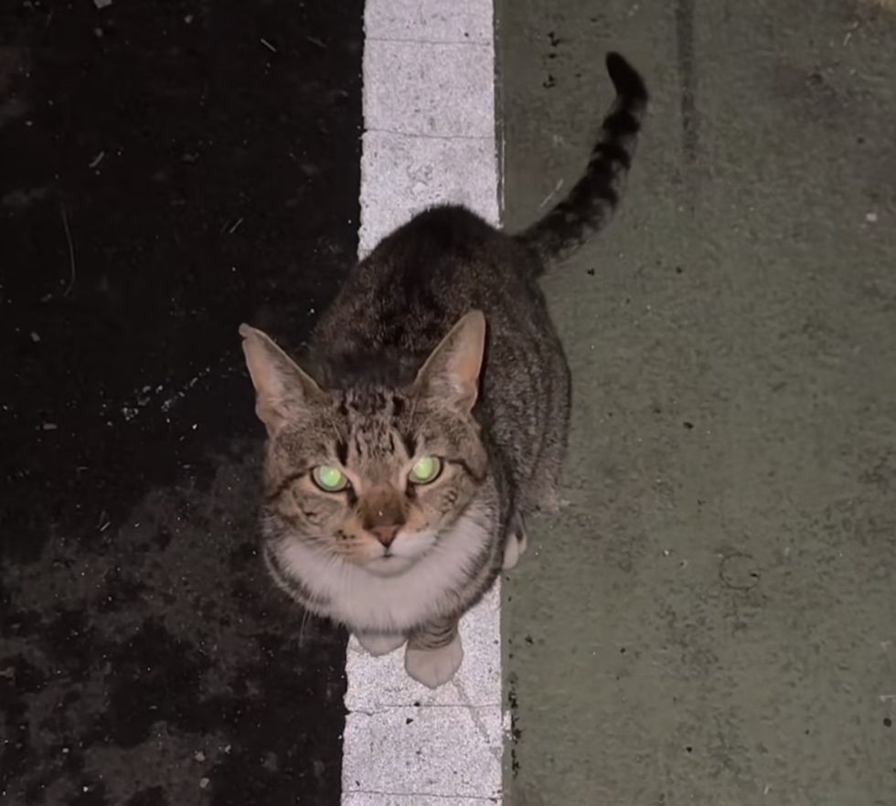 amigable gato atigrado callejero