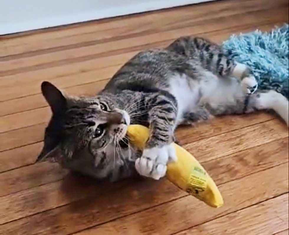 gato atigrado juguetón