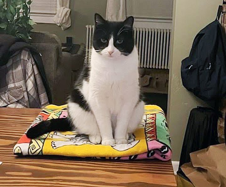tuxedo cat blanket