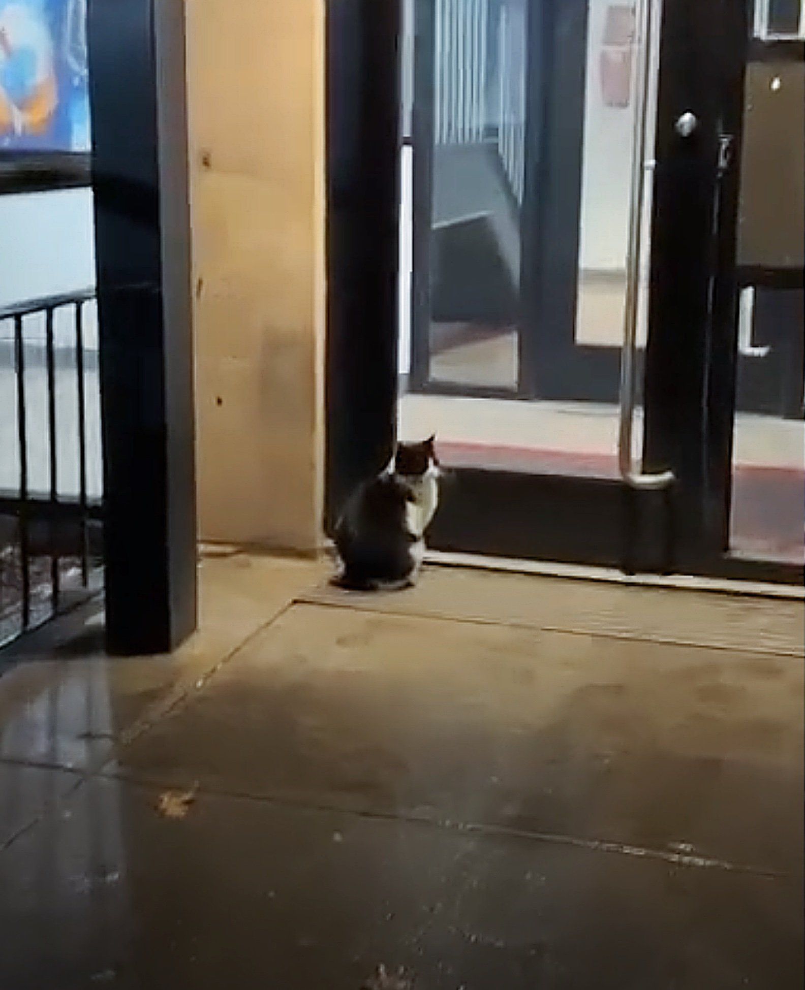 Cat Seen Knocking on the Door of Building Gets Her Wish After