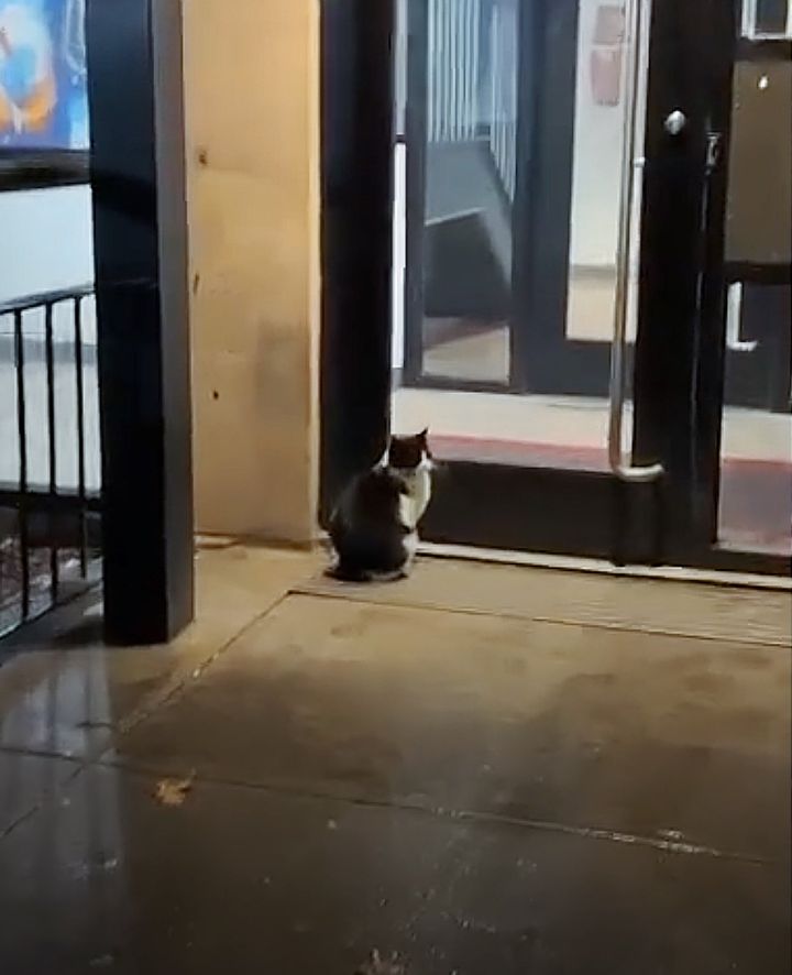 stray cat door