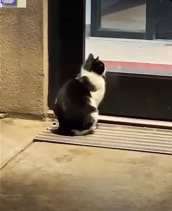 cat waiting outside