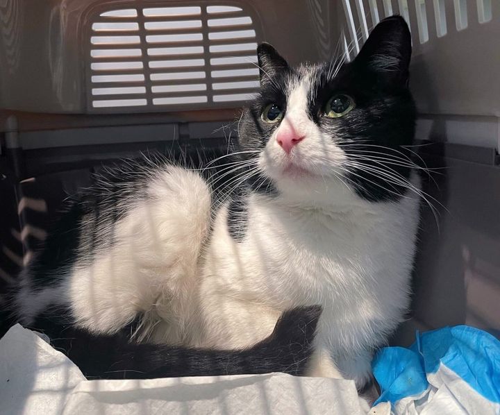 cat rescued carrier