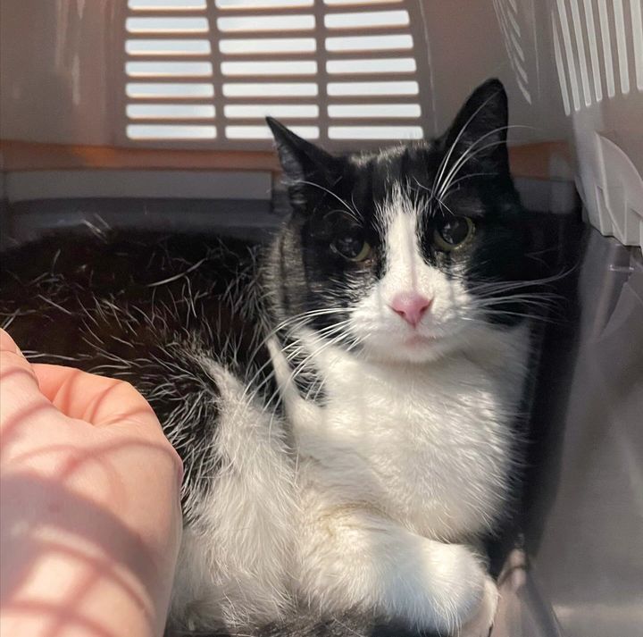 cat rescued pets