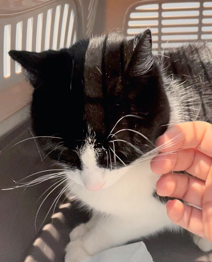 sweet cat snuggly
