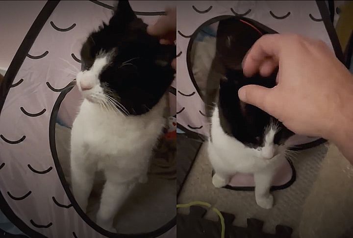 cat snuggly indoors