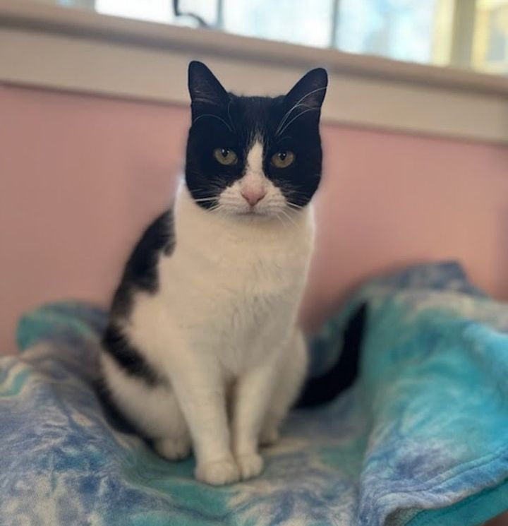 cat blanket window