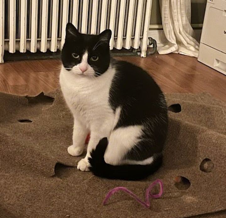playful cat happy