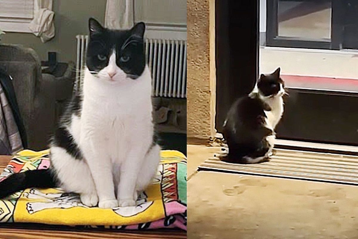 Cat Seen 'Knocking' on the Door of Building Gets Her Wish After Two Days of Waiting