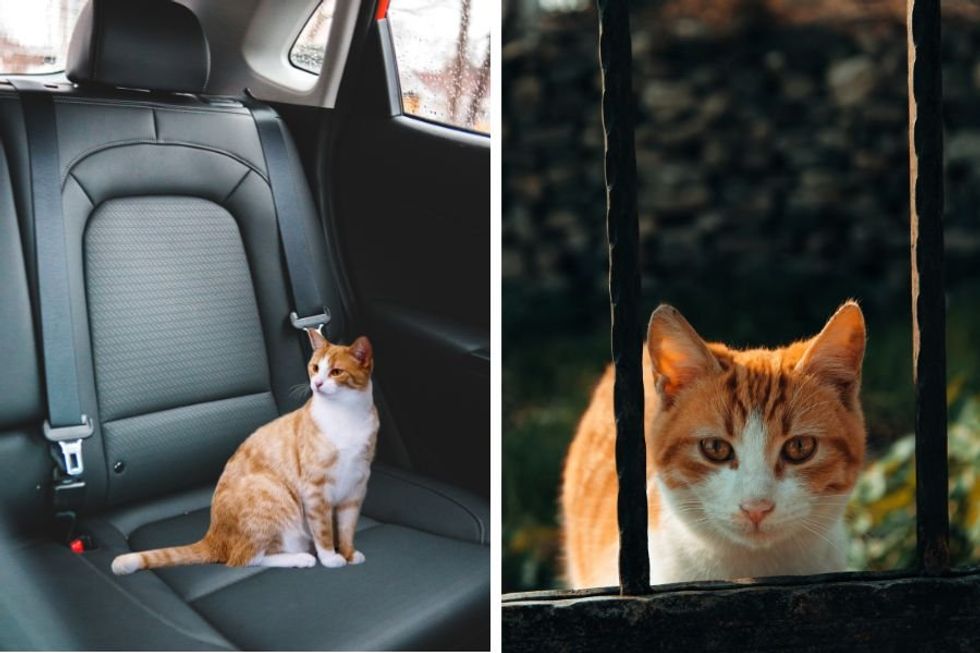 Woman shows cat 'the trenches' after he misbehaves in comedic video