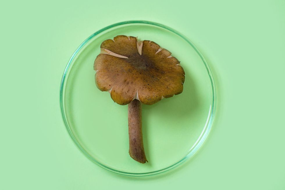 mushroom-skincare-routine
