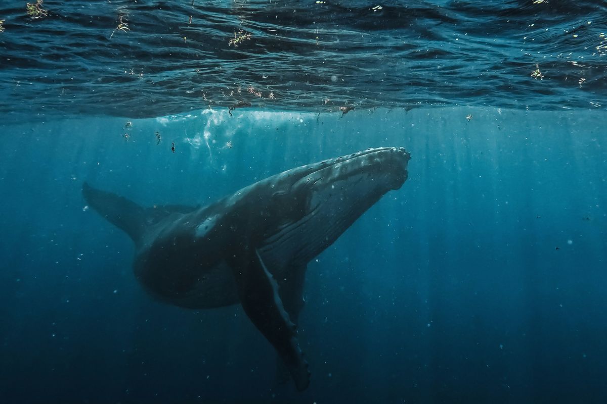 humpback whale swimming underwater