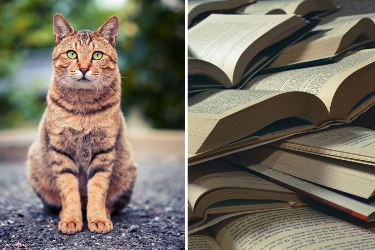 Worcester Public Library; March Meowness; library fines; forgive library fees; library fine forgiveness