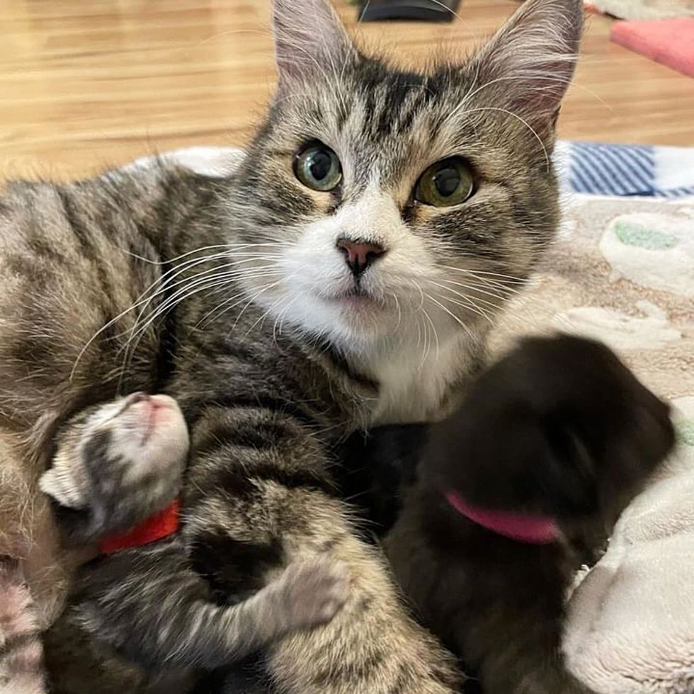 cat tabby mom nursing kittens