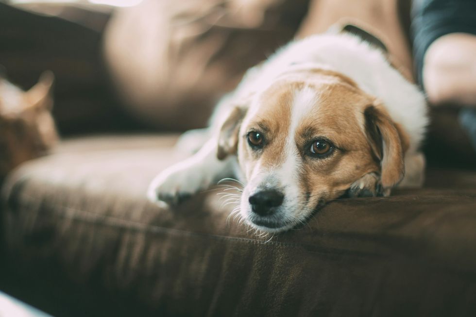 dog lying on the sofa