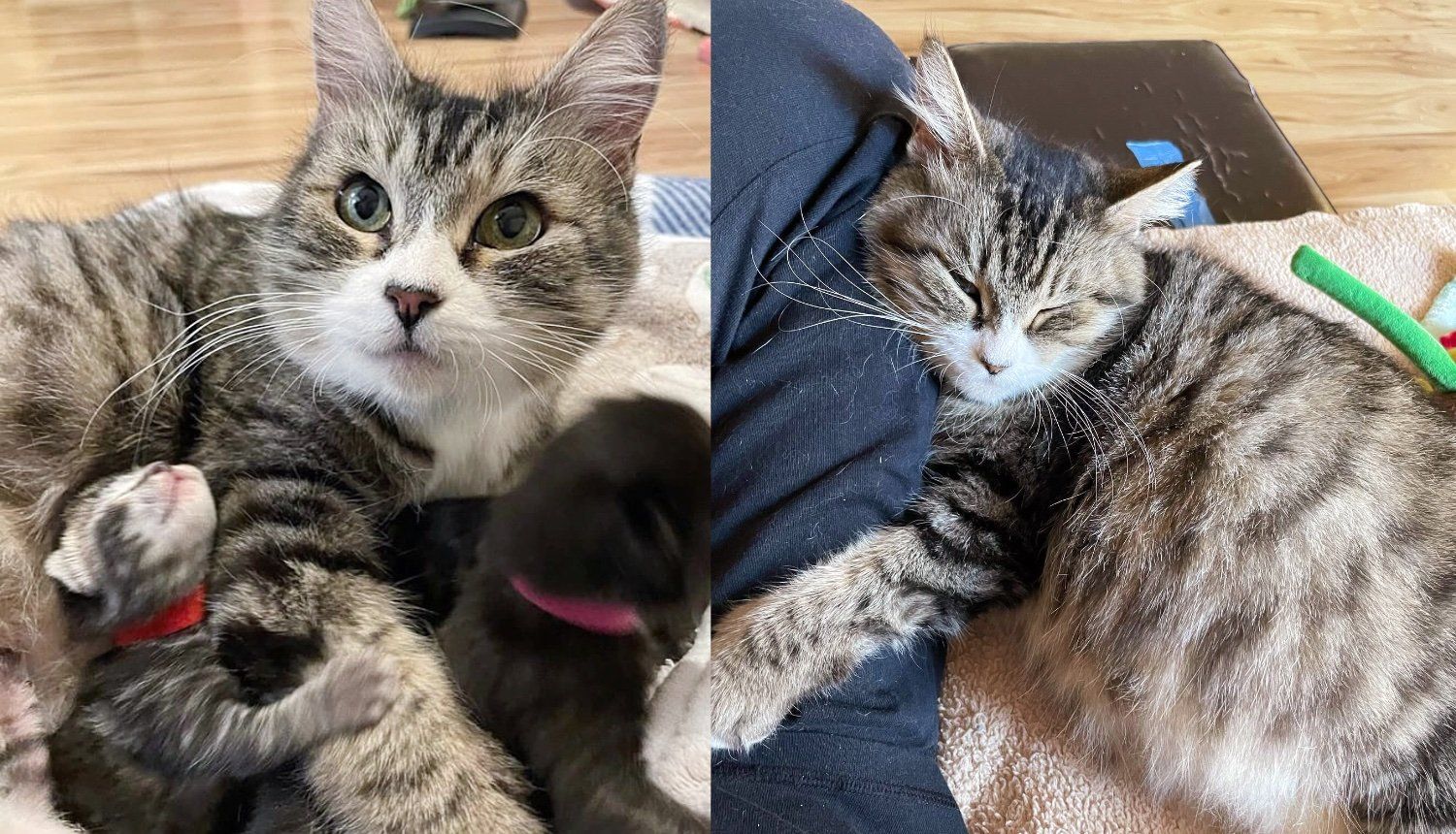 Love And Attention Meow Cause Reference: Cat Found Behind A Grocery Store Asking Around For Attention