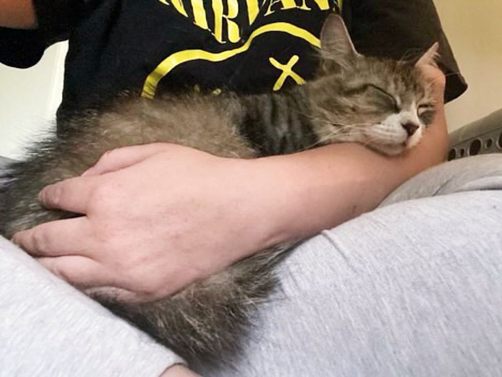 snuggly tabby cat lap