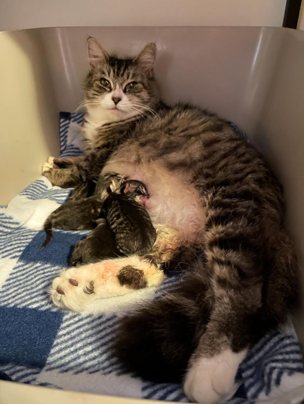 cat tabby nursing kittens