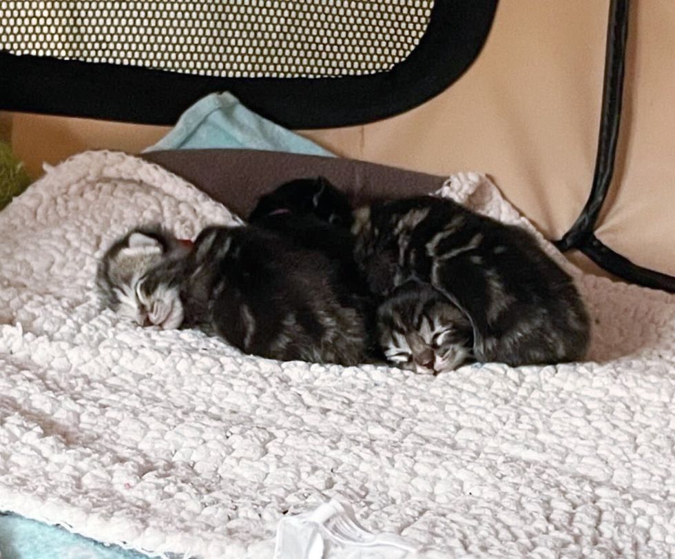 gatitos recién nacidos atigrados durmiendo