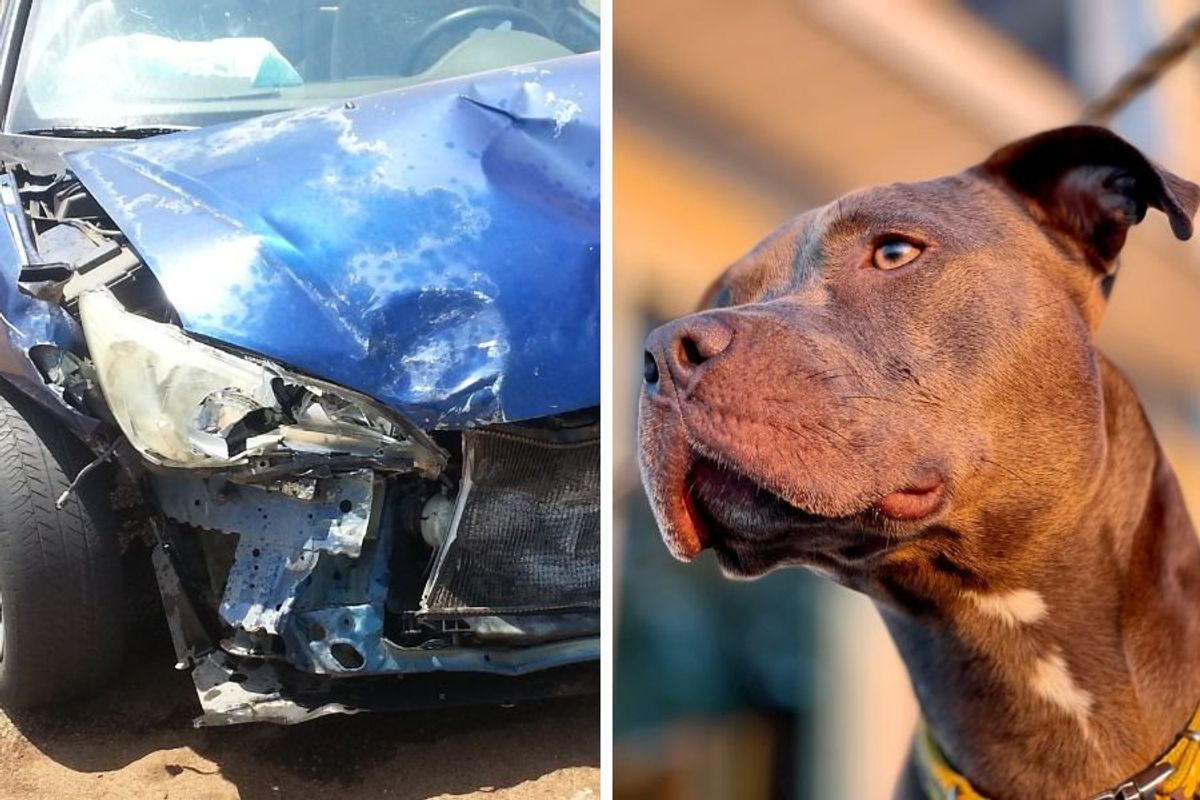dog runs for help; hero dog; dog gets help; dog runs to daycare; car accident dog gets help