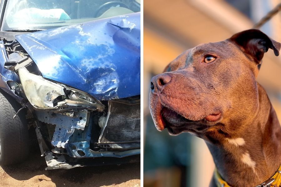 dog runs for help; hero dog; dog gets help; dog runs to daycare; car accident dog gets help
