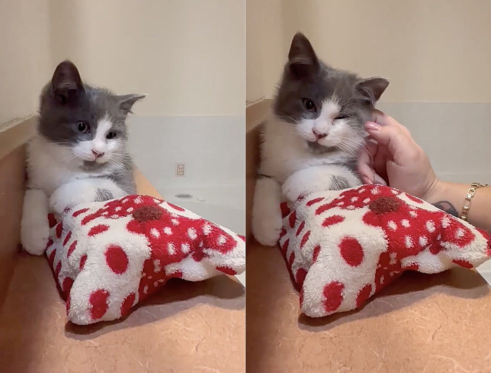 Stray Kitten Bonds With A Younger Kitten Who Looks Like Him He Has Stray Kitten Bonds With A Younger Kitten Who Looks Like Him He Has
