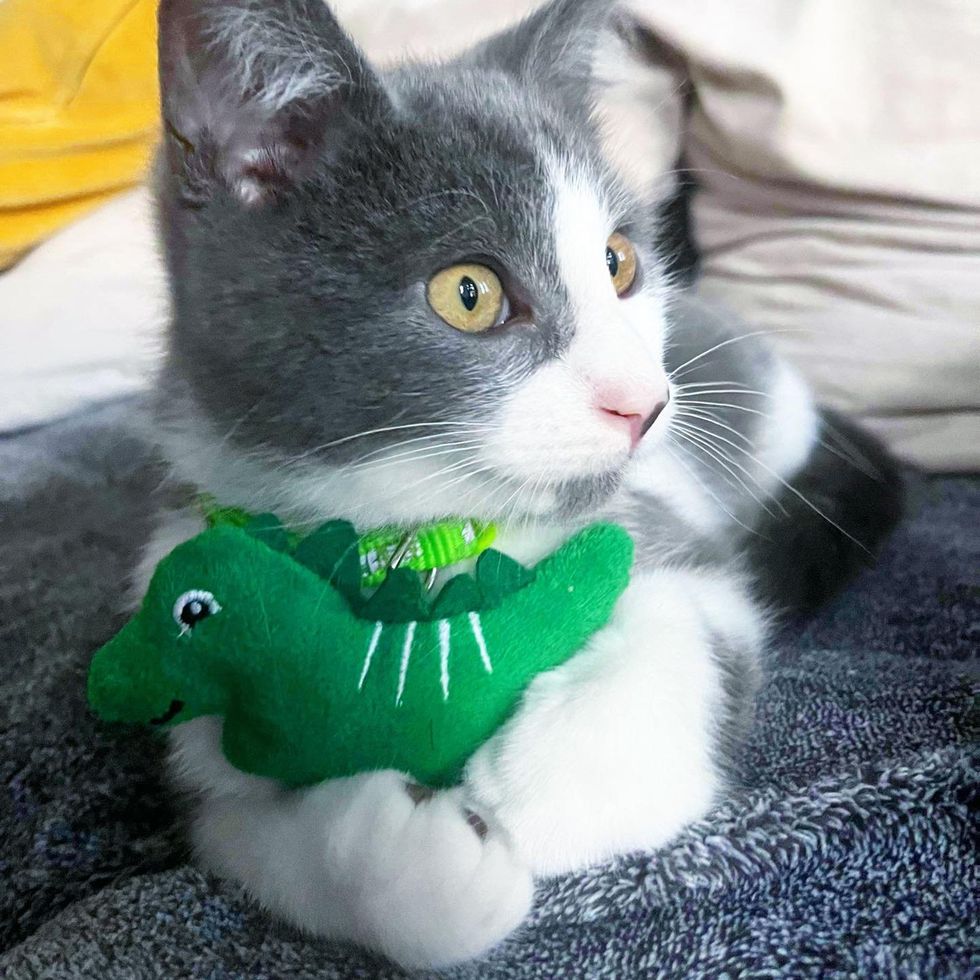 gatito juguete lindo