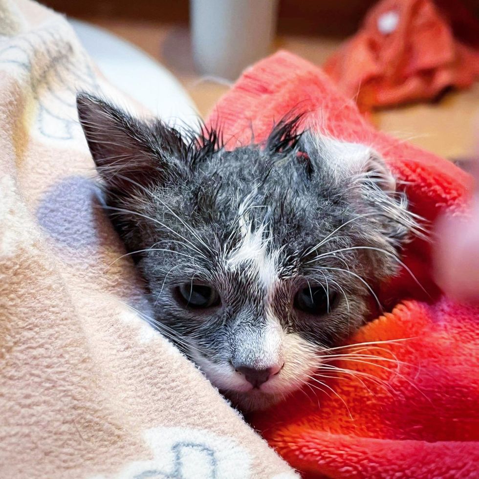 rescued kitten purrito