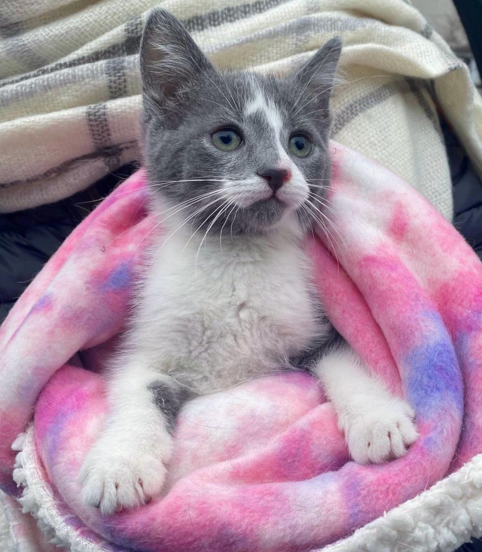 rescued kitten purrito