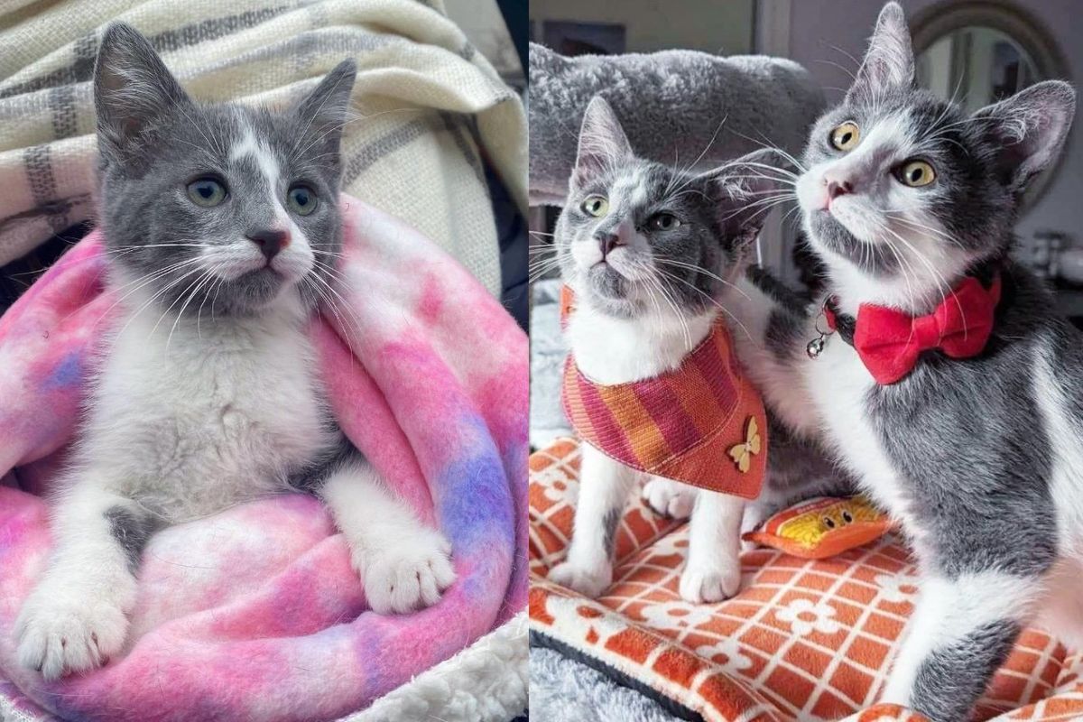 Stray Kitten Bonds with a Younger Kitten Who Looks Like Him, He Has Stuck by Her Side Since