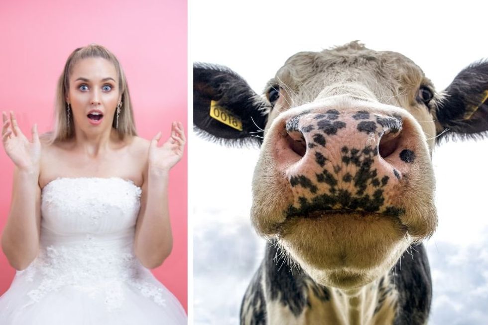Cheeky cow interrupts a couple's serene wedding by dramatically mooing at the perfect time