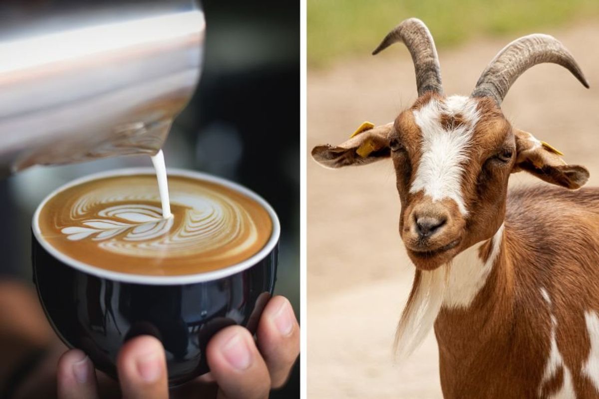 history of coffee, coffee, coffee near me