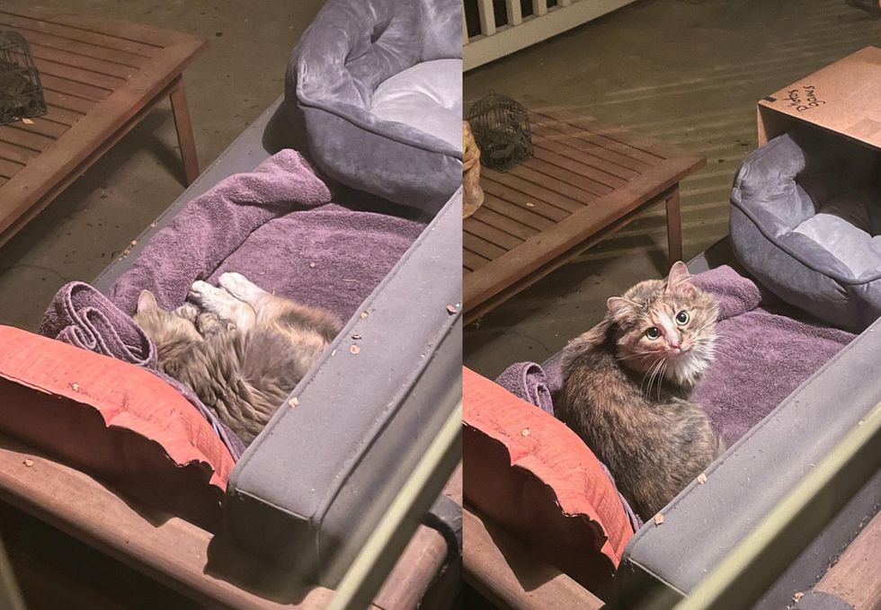 stray cat sleeping porch