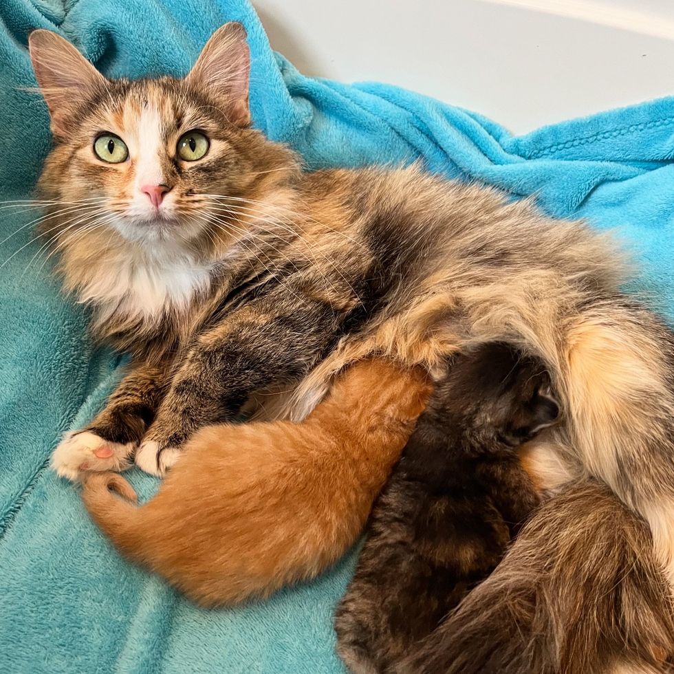 torbie cat mom nursing kittens