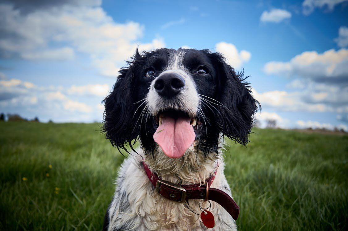springer spaniel, loose leash, dog walks