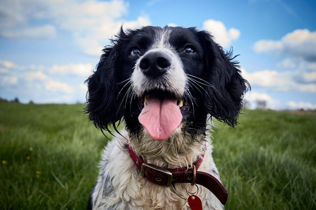 springer spaniel, loose leash, dog walks