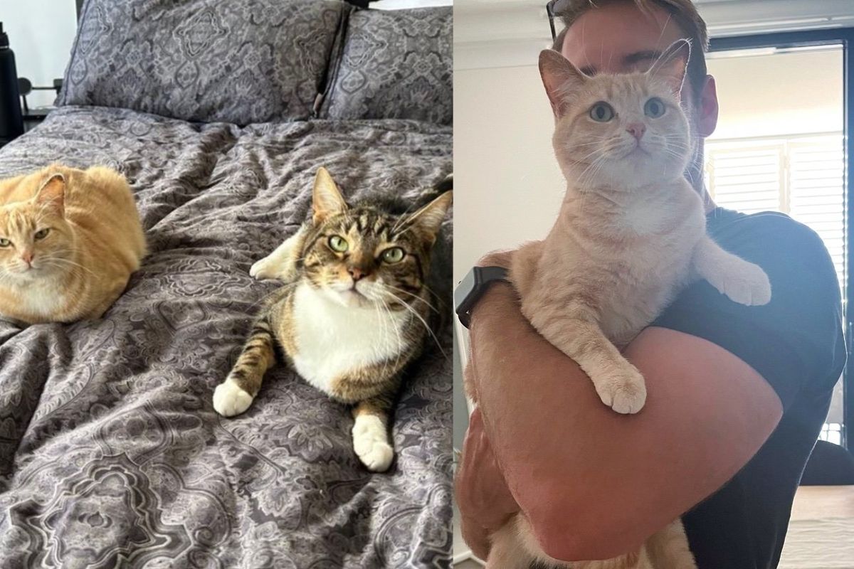 Family Thought They Would Just Foster a Cat But Soon Realized She Was the Missing Piece in Their Home