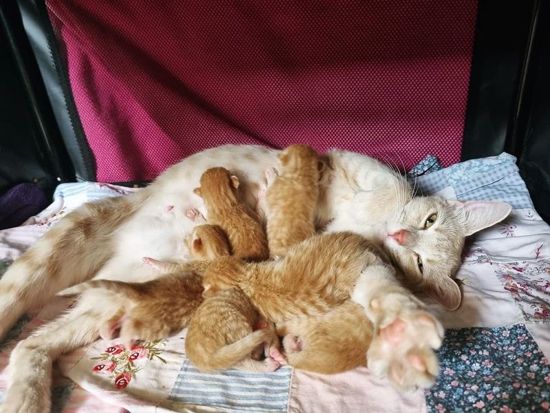 cat nursing kittens