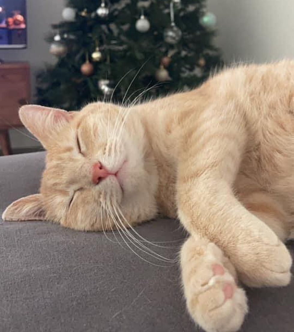 sleeping happy ginger cat