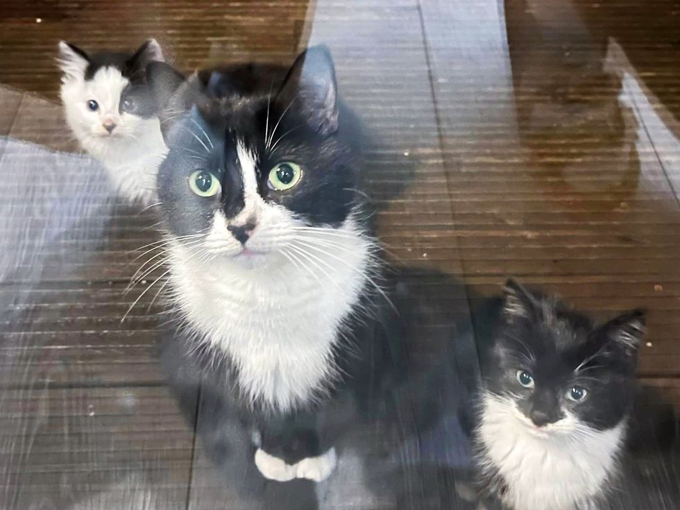 tuxedo cat kittens stray