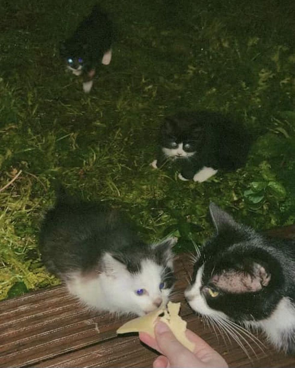 stray cat kittens yard