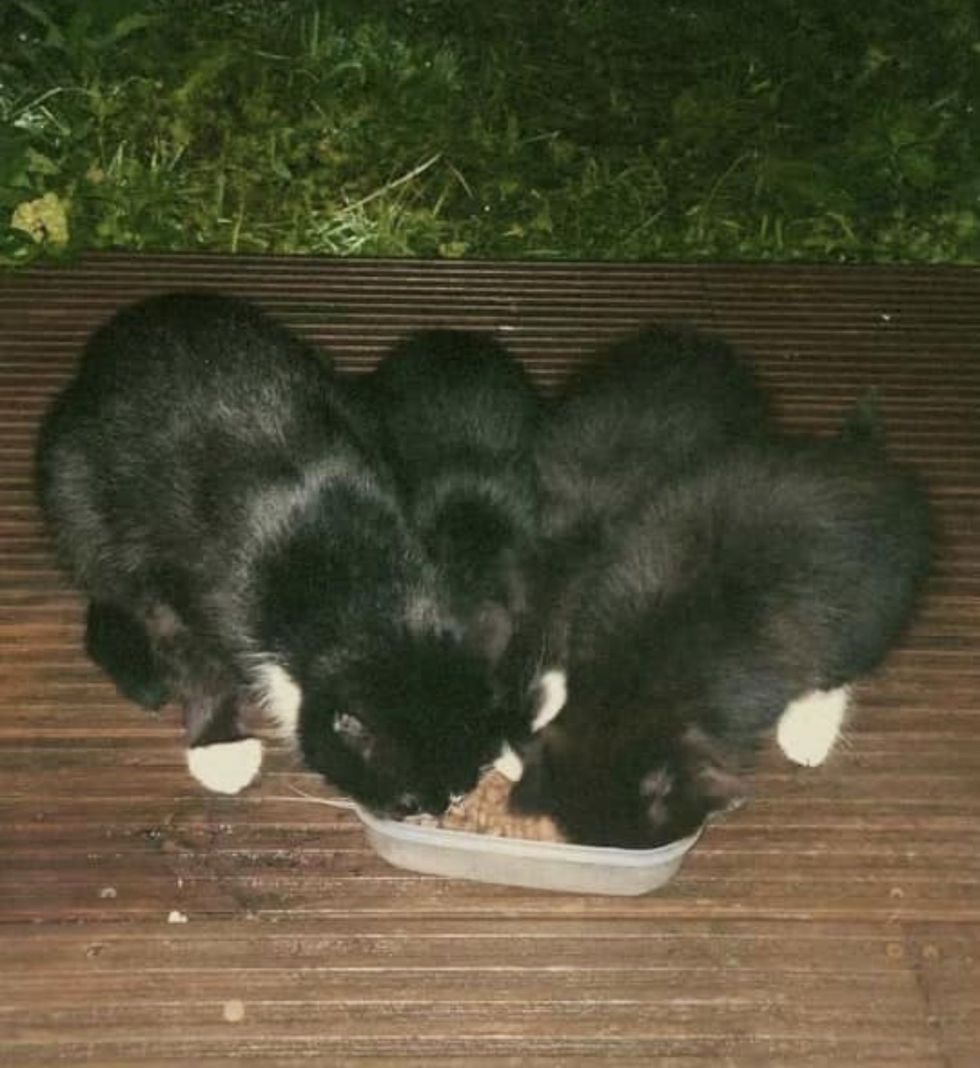 tuxedo cat kittens feeding