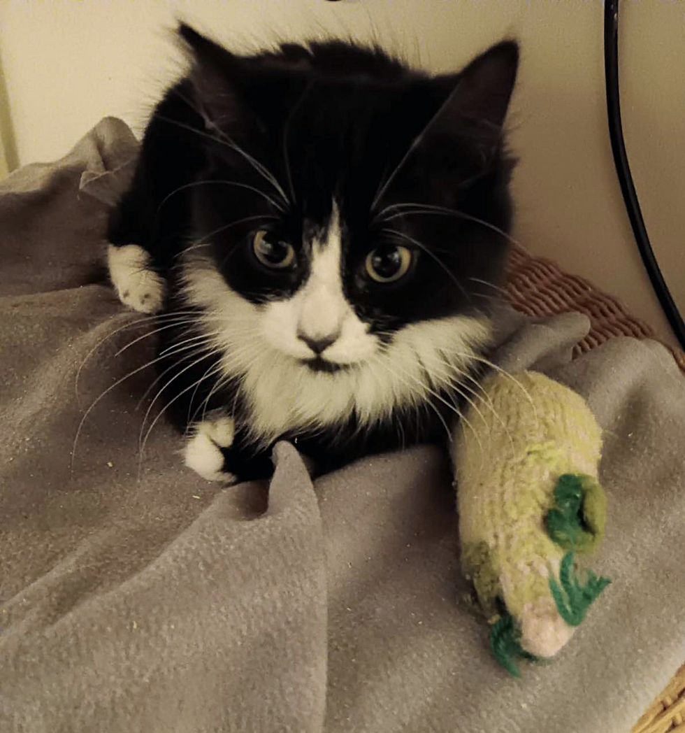 cute tuxedo kitten toy