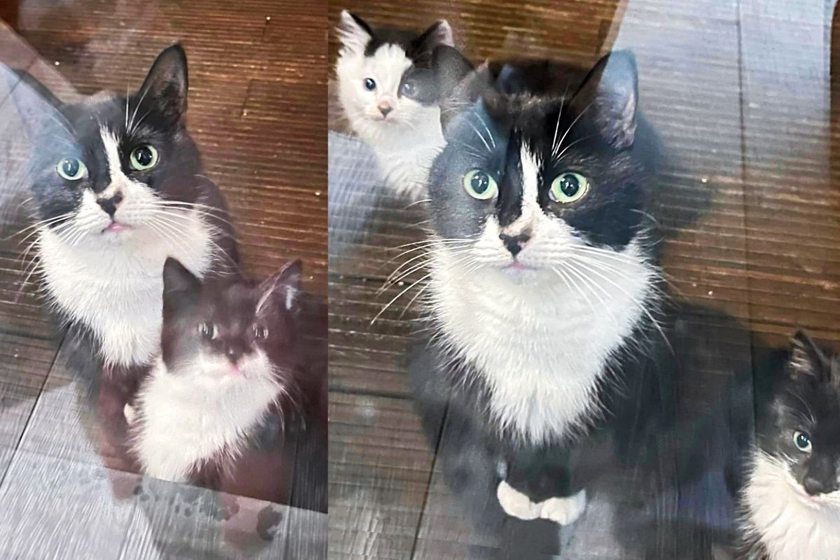 Cat Shows Up at Window with Kittens in Tow When She Thinks It's Time to Move Inside