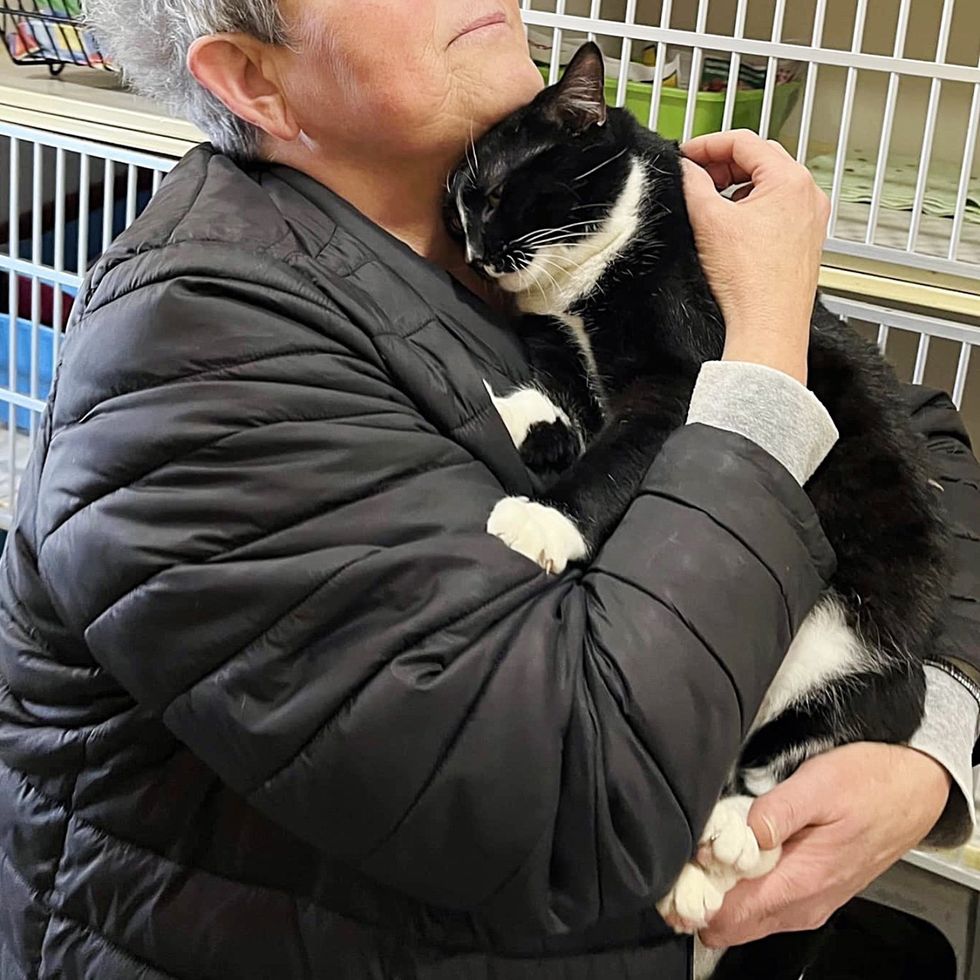 sweet shelter cat snuggly