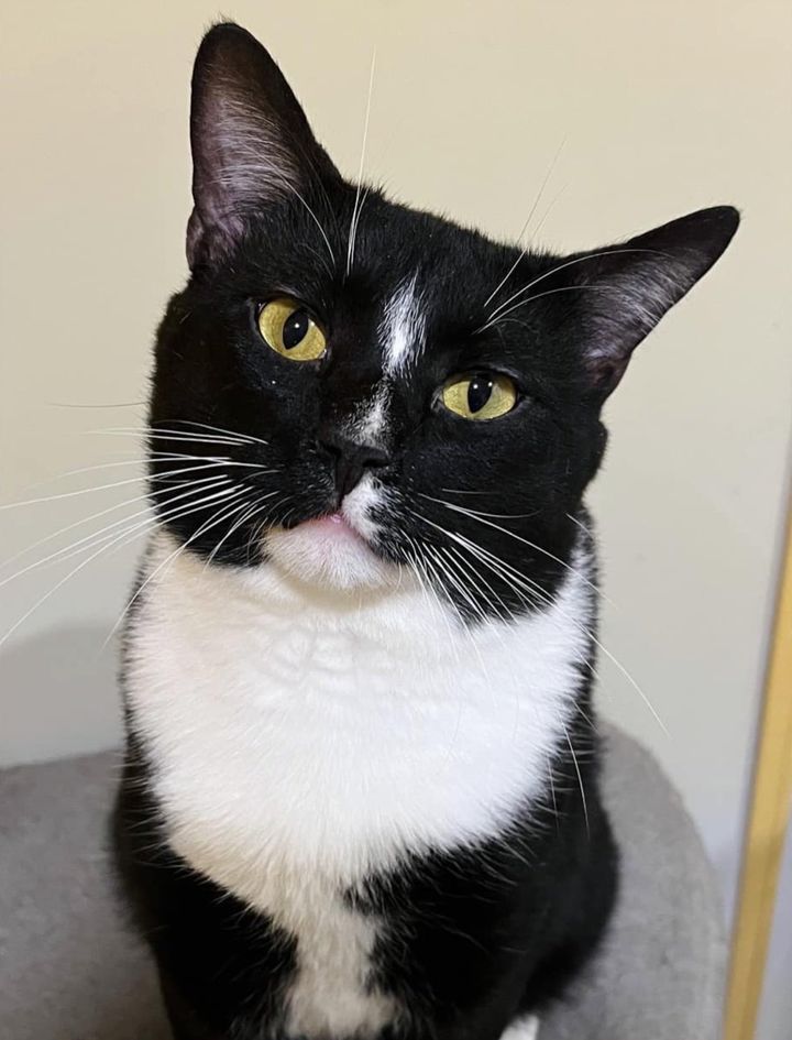 tuxedo cat dapper