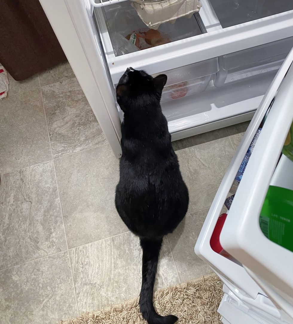 tuxedo cat fridge