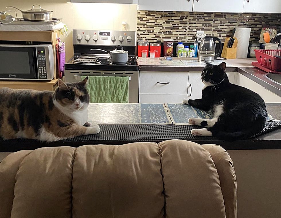 cats on countertop
