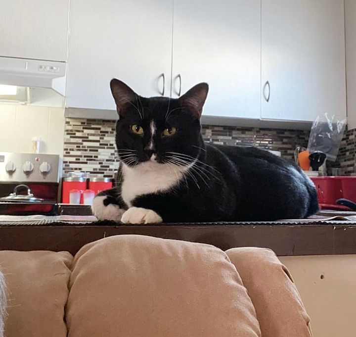 tuxedo cat handsome